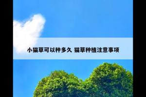小猫草可以种多久 猫草种植注意事项