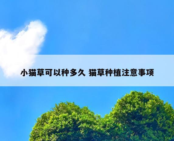 小猫草可以种多久 猫草种植注意事项